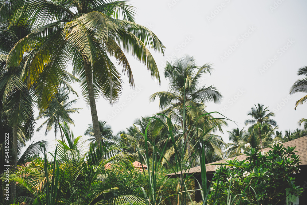 Obraz premium Palm trees on tropical coast background.