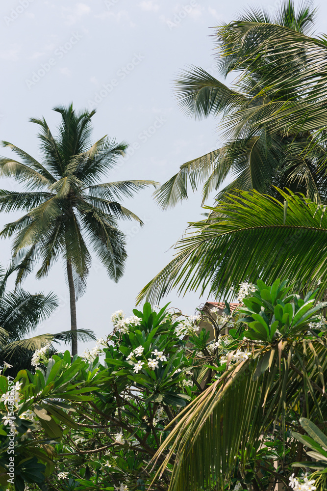 Palm trees on tropical coast background. Palm trees on tropical coast background.
