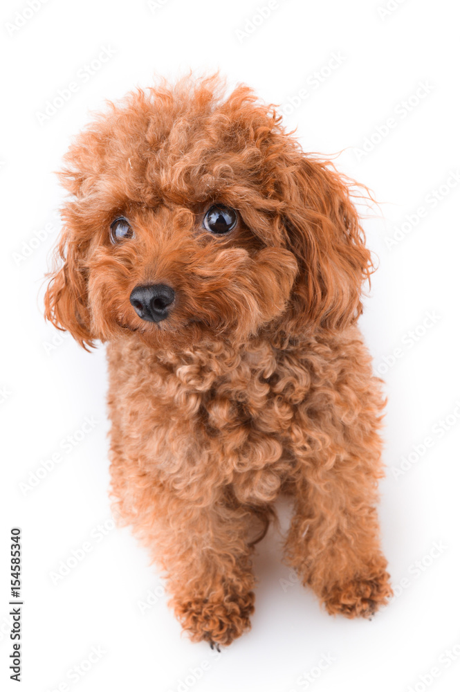Innocent Cute Puppy Dog With Brown Curly Fur Stock Photo | Adobe Stock