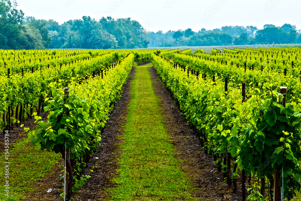 Obraz premium Vineyard in Italy