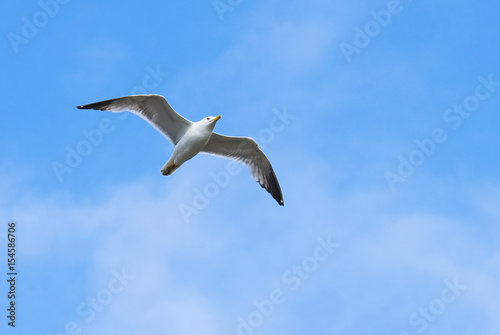 Seagull flying above the ocean