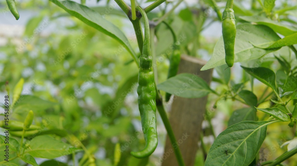 Fototapeta premium Green chili on the tree