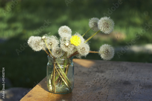 A bouquet of fluffy and yellow dandelions in the bank
