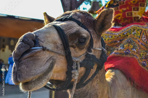 Domesticated Camel