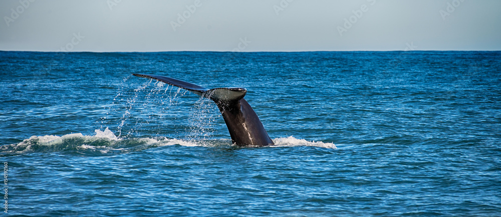 Fototapeta premium Tail of a whale in Husavik, Iceland