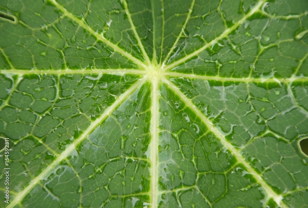 Green papaya leaf texture for background. Green papaya leaf texture for background.