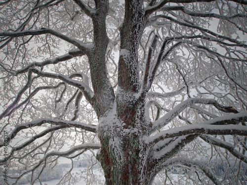 oak tree in winter, Habichtswald near Kassel, Germany