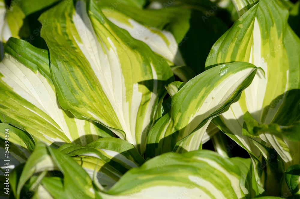 Background with green and white leaves