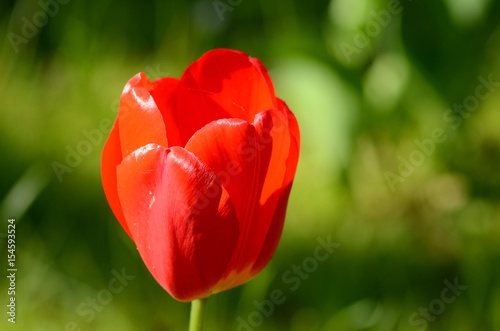 Obraz na płótnie Tulip flower w salonie