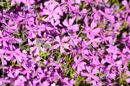 Obraz na płótnie Background with purple flowers w salonie