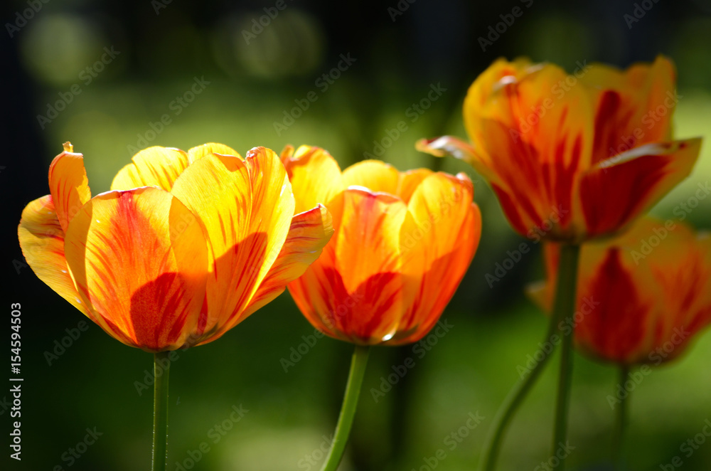 Tulip flower