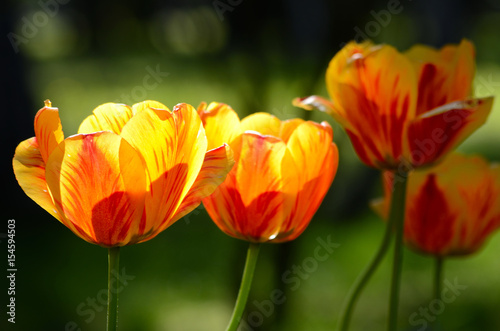 Obraz na płótnie Tulip flower w salonie