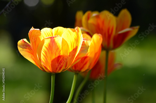 Obraz na płótnie Tulip flower w salonie