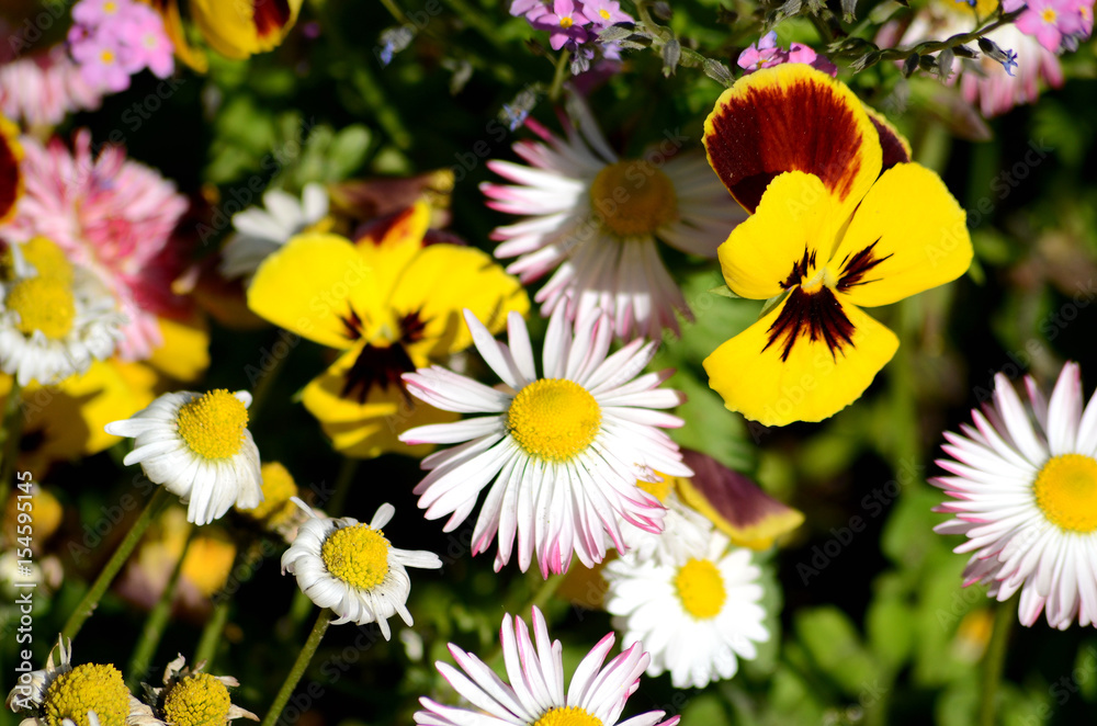 Background with daisies and pansies