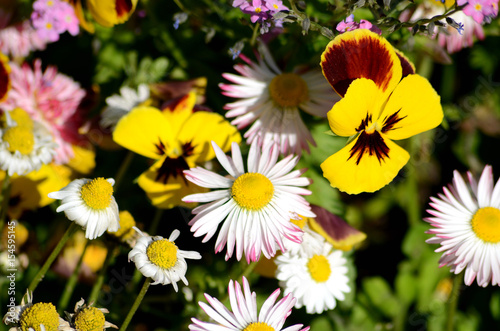 Obraz na płótnie Background with daisies and pansies w salonie