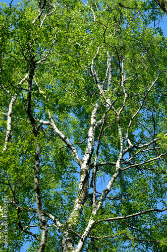 Birch-tree