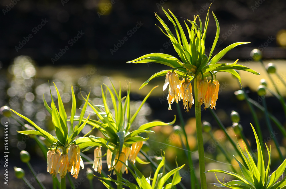 Crown imperial (Fritillaria imperialis)