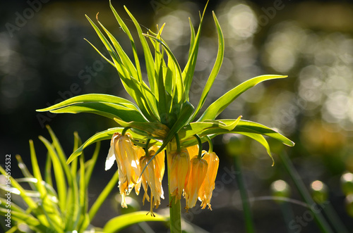 Obraz na płótnie Crown imperial (Fritillaria imperialis) w salonie