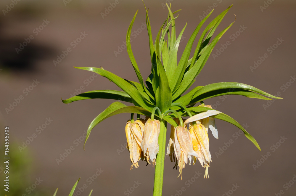 Crown imperial (Fritillaria imperialis)