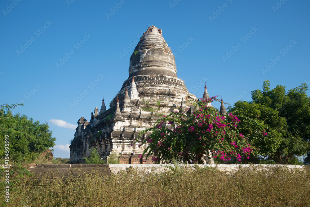The ancient abandoned Buddhist temple in the blossoming thickets. Bagan, Myanmar