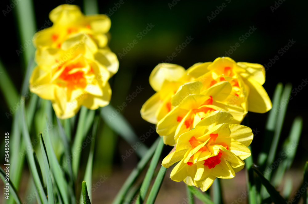 Yellow flower on dark background