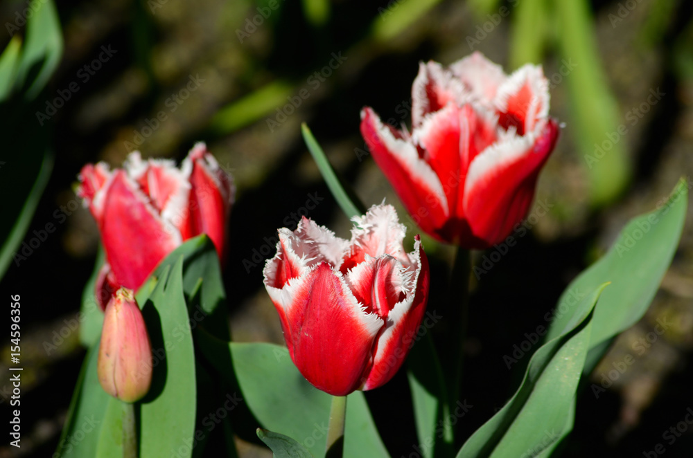 Tulip flower