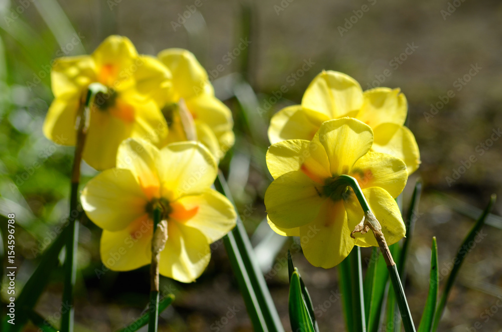 Yellow flower on dark background