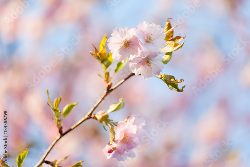 Pink Cherry Blossoms Sakura against Clear Blue Sky