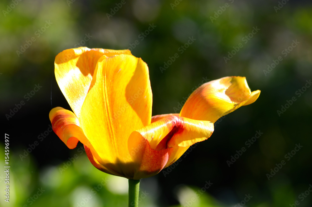 Tulip flower