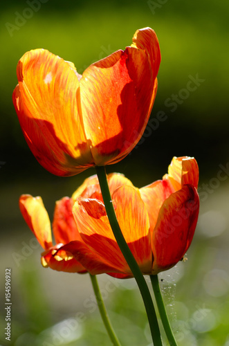 Obraz na płótnie Tulip flower w salonie