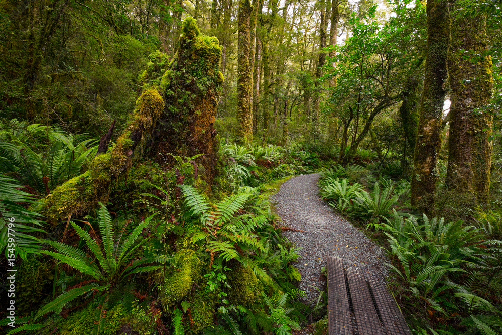 Obraz premium Track at Lake Marian fall located in the Fiordland National Park, Milford sound, New Zealand