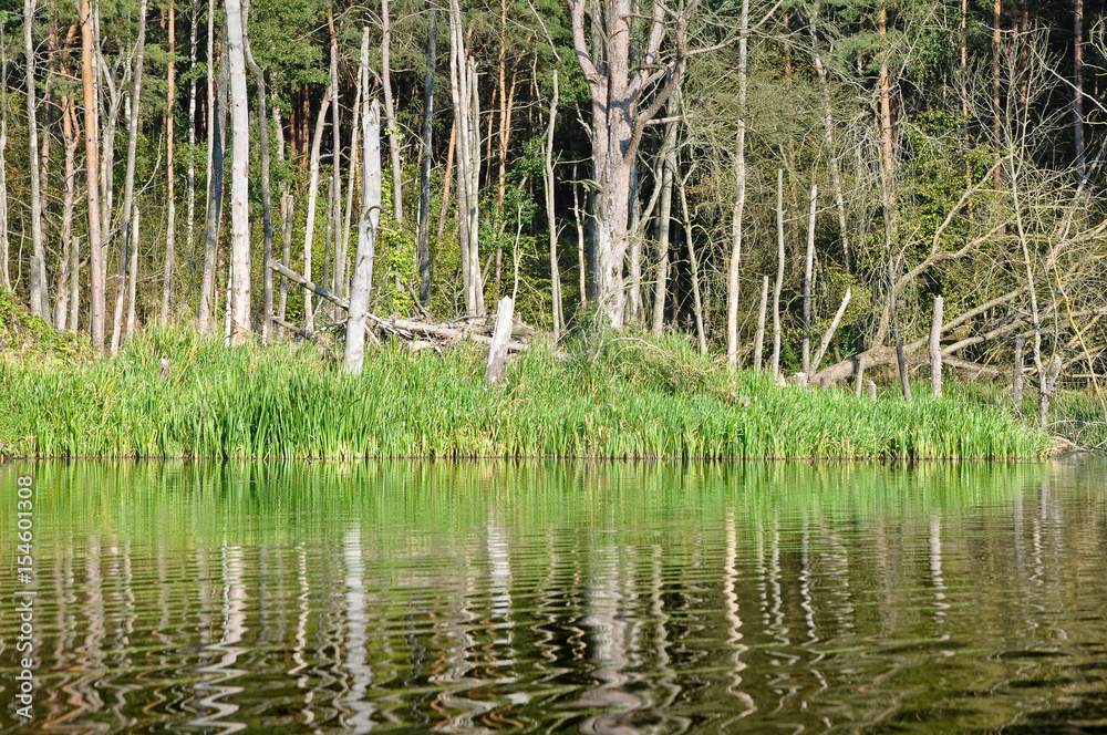 Flooded beach with dry pine forest and green grass reflected in the river. Flooded beach with dry pine forest and green grass reflected in the river.