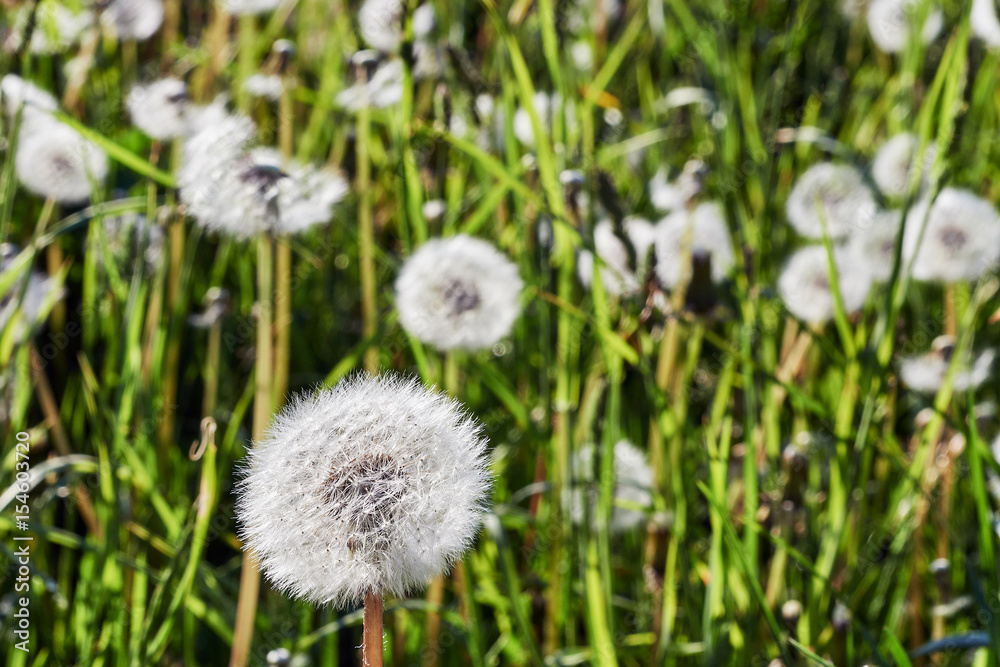 Dandelion background Dandelion background