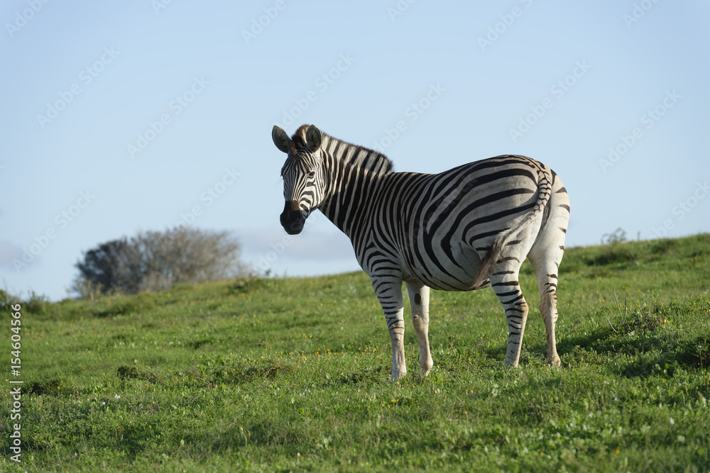 Obraz premium Plains Zebra in Addo Elephant National Park