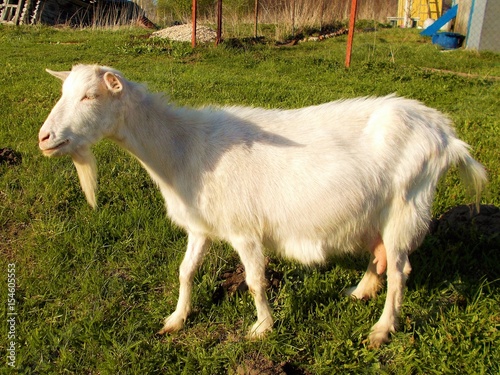 Fototapeta Naklejka Na Ścianę i Meble -  Dairy Hornless goat grazing near the house on the green grass.