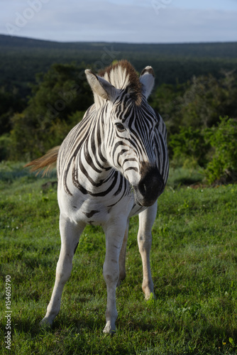 Plains Zebra foal in Addo Elephant National Park