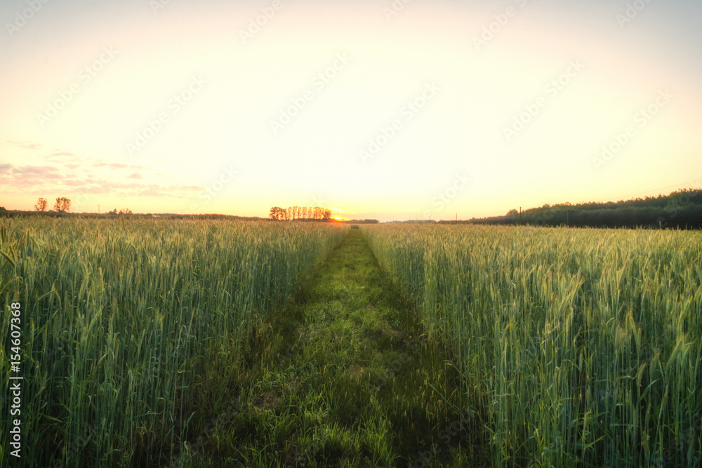Ear of green wheat under sunrise