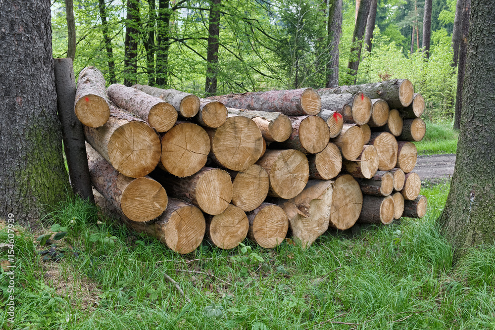 Pile of wood.Felling in forest
