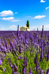 Gartenposter Lavendelblüten Champ de Lavande et petit cabanon  © vincent_ducheman