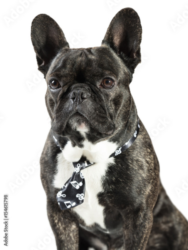 French Bulldog dog in tie © Olexandr