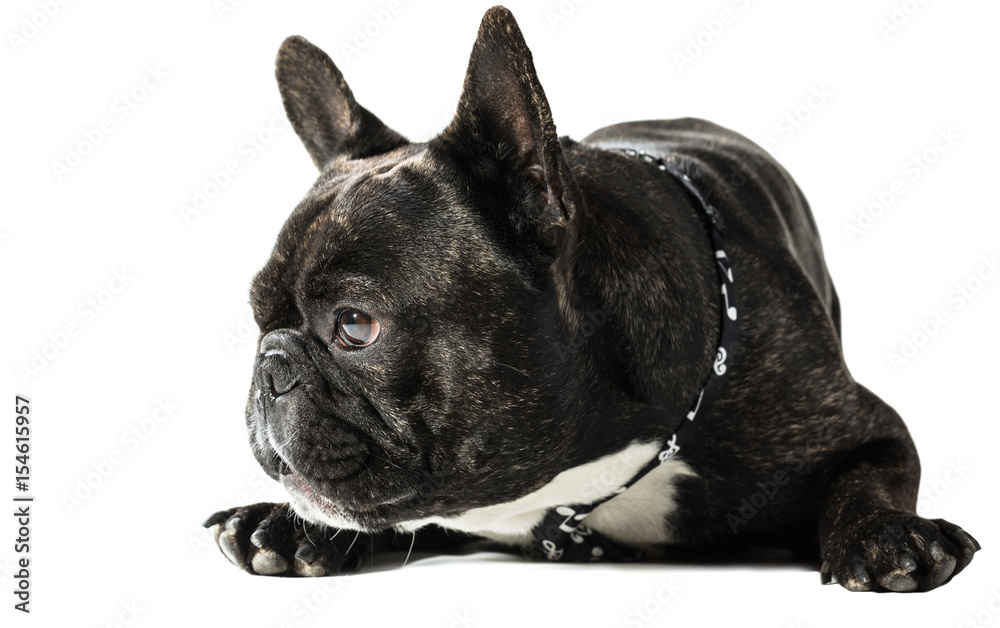 French bulldog in a tie lying