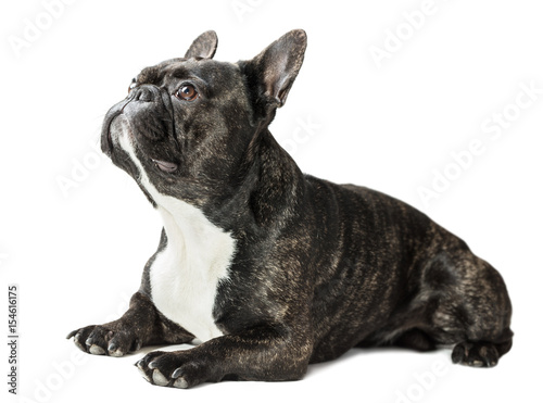 French Bulldog dog © Olexandr
