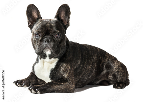 Fototapeta Naklejka Na Ścianę i Meble -  French Bulldog dog close-up