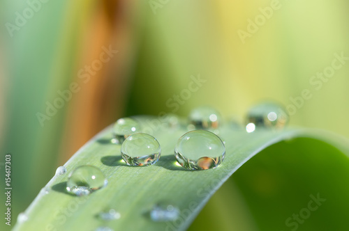 Drops of a transparent rose on the green grass. Macro photo