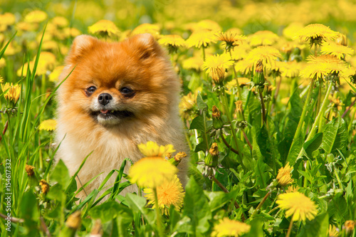 Fluffy Dog Pomeranian Spitz Sitting in a Spring Park in Surrounded Dandelions on a Sunny Day.