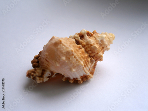 Beautiful light brown sea shell
