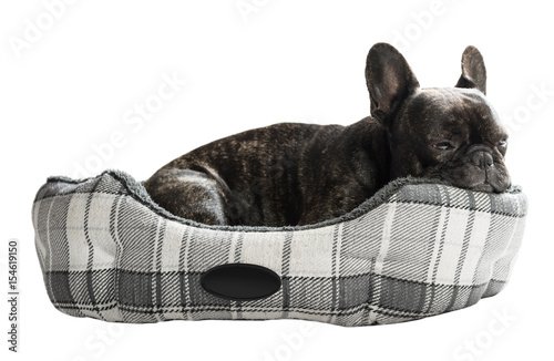 French bulldog lying in bed