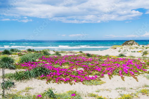 Fototapeta Naklejka Na Ścianę i Meble -  Pink flowers by the shore in Platamona