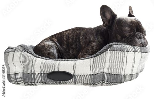 Fototapeta Naklejka Na Ścianę i Meble -  French bulldog sleep in bed