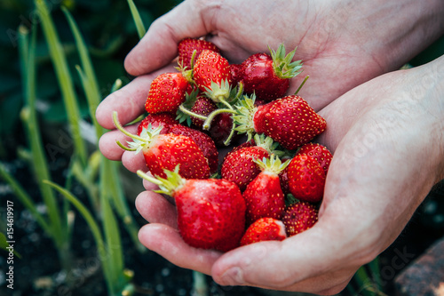 Fresh Garden Grown Strawberries in Hands